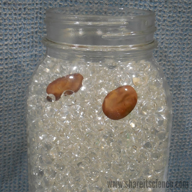 Share it! Science DIY Seed Germination Jar A MustHave for Your