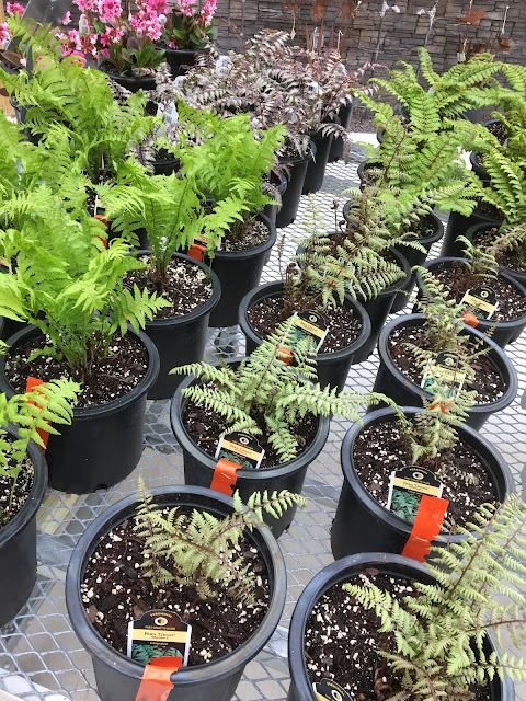 variety of ferns in pots on table