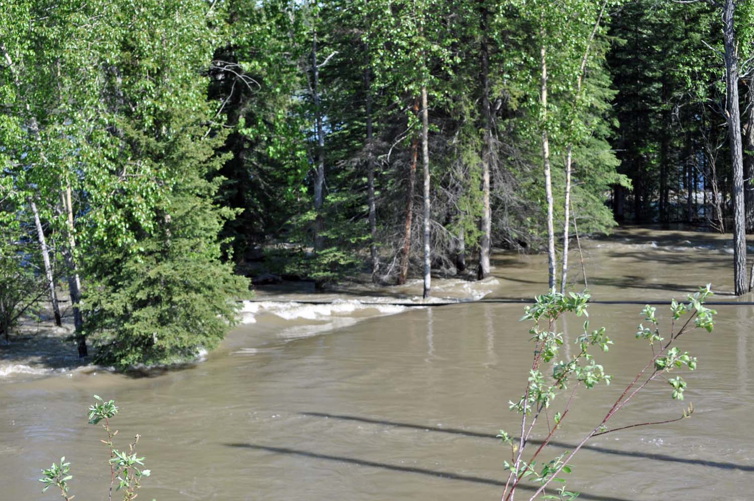 On_a_Lark June 10, 2012 Nugget City Campground, west of Watson Lake