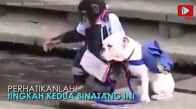 Tingkah Binatang Ini Bakal Bikin Kamu Tahu Arti Persahabatan, Simak videonya!