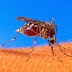 Mengapa Nyamuk Suka Warna Hitam Dan Gelap? Apa Benar Itu?
