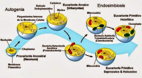 celular procariotas eucariotas endosimbiosis mitoncondrias cloroplastos