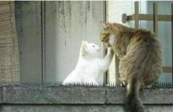 Kucing Ini Rela Berjalan Di Atas Duri Dan Menahan Sakit | Kamu Tak Akan