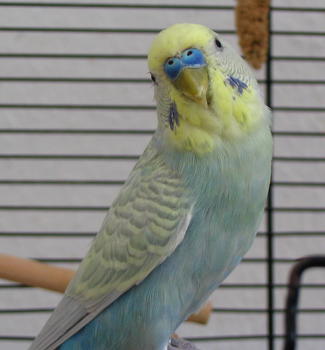Budgies are Awesome Poll results how old are your budgies?