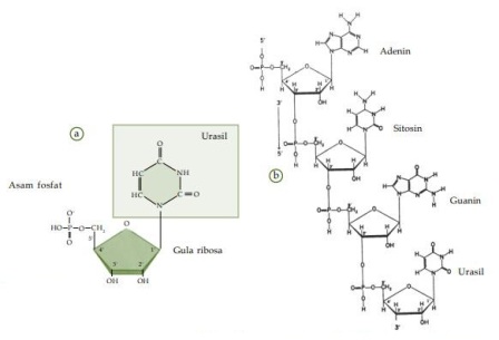 Substansi Genetik - Pustaka Belajar