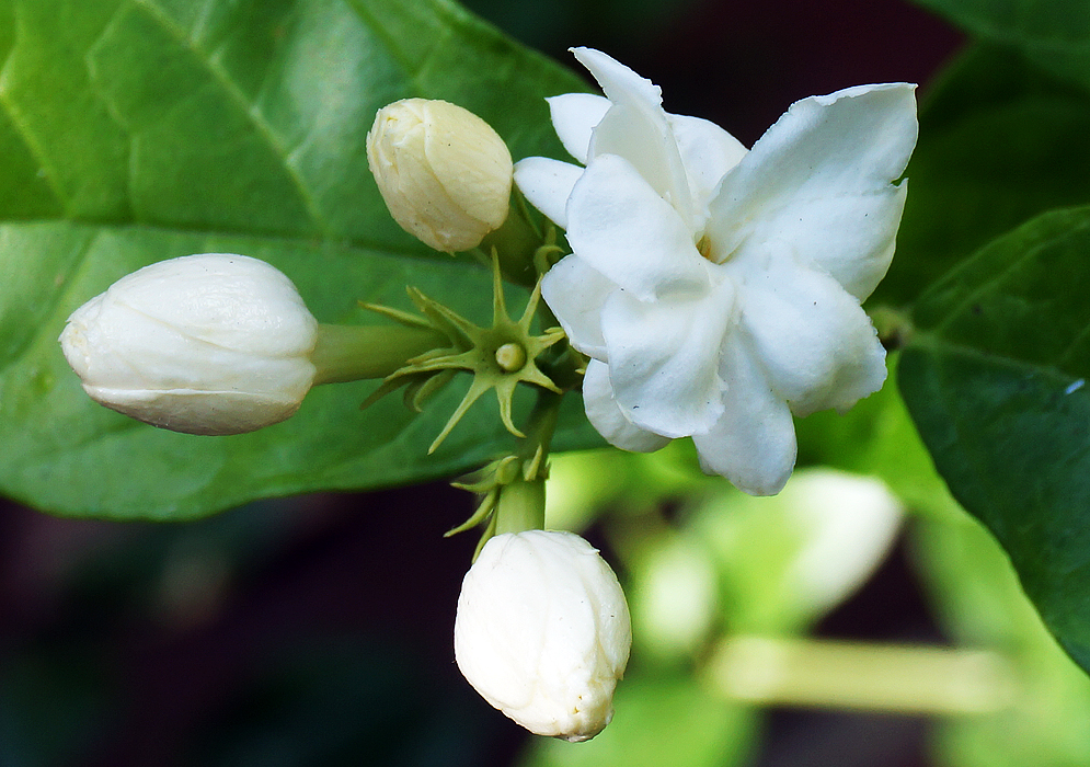 Plantas: Jasminum sambac