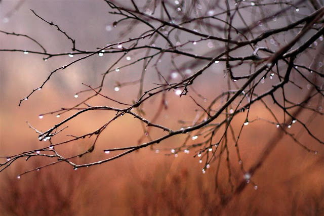 tree branches and sparkling raindrops 