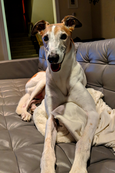 image of Dudley the Greyhound sitting on the couch, looking at me with a big grin