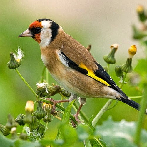 The Goldfinch