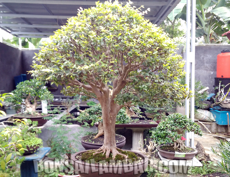 Bonsai Kupa Landak Klas Nasional Dimiliki Dokter Asal Lampung Barat Bonsai Lambar Bonsailambar Com