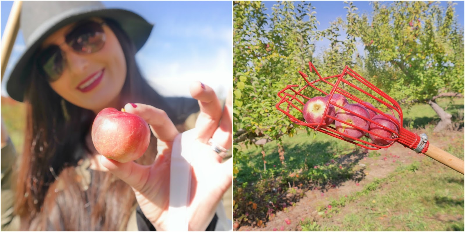 Apple Picking in New England