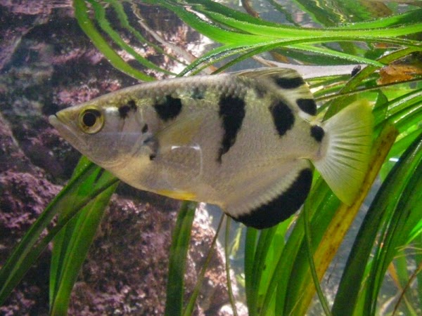 banded archer fish