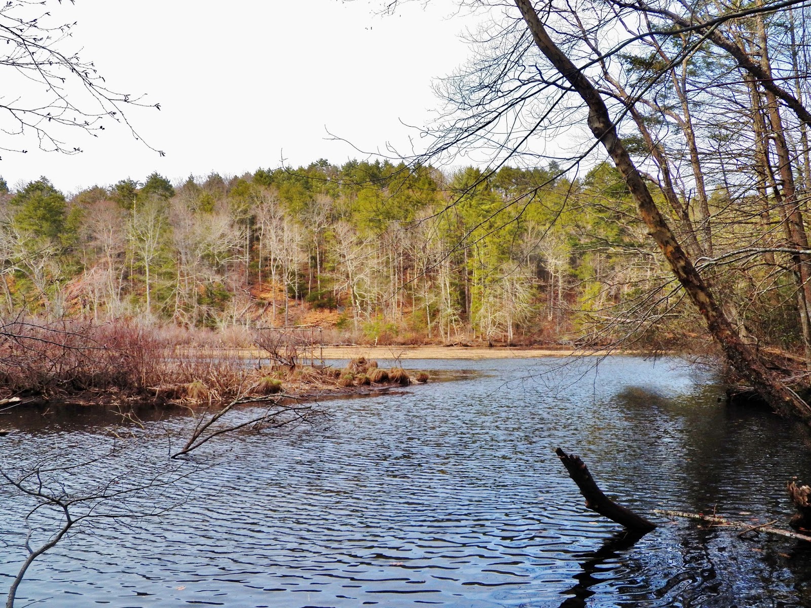 Connecticut Fly Angler Herring Check and Evening Redbreast Sunfish