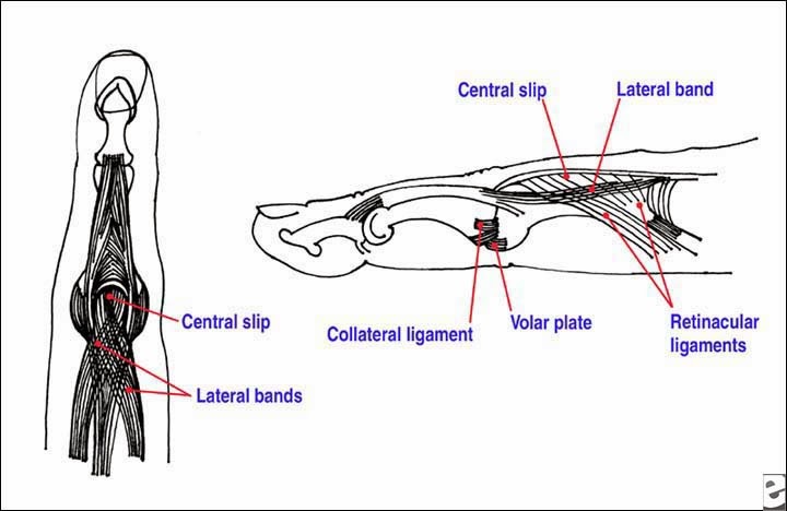 Sports Injuries Jammed Finger sports-injuries-jammed-finger