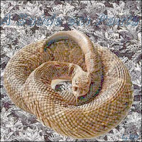 Cobra Cascavel, de cujo veneno é extraída a toxina Crotamina, que segundo pesquisas do Butantan, pode curar o câncer de pele.