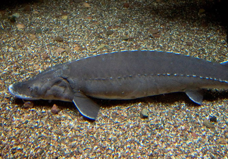 Lake Sturgeon The Life of Animals