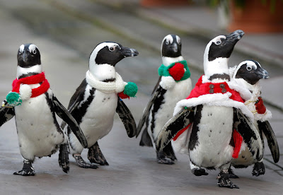 Pingüinos con bufanda