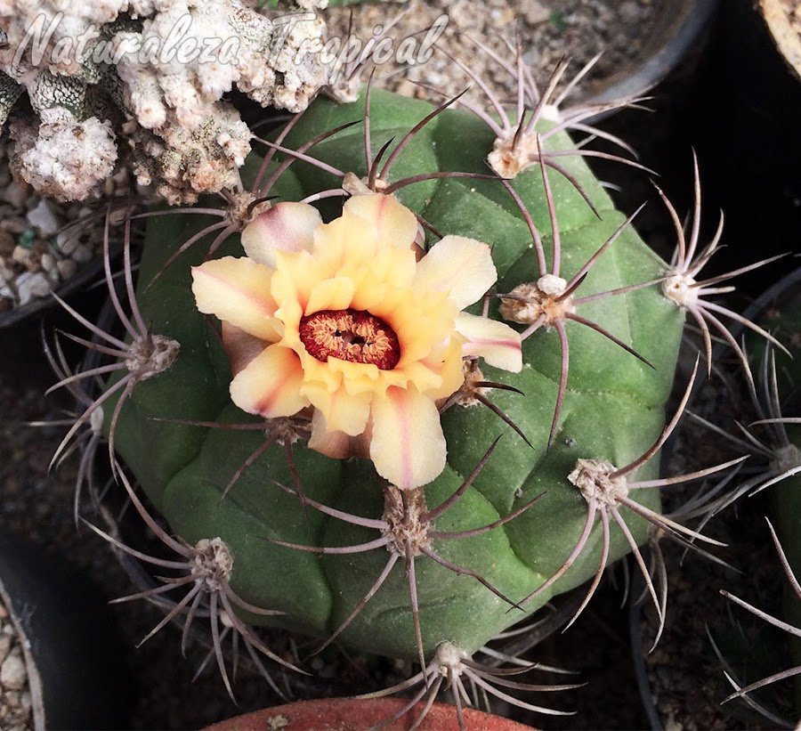 Otra imagen de la floración del cactus Gymnocalycium pflanzii