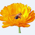 Free PNG download: flower, bee