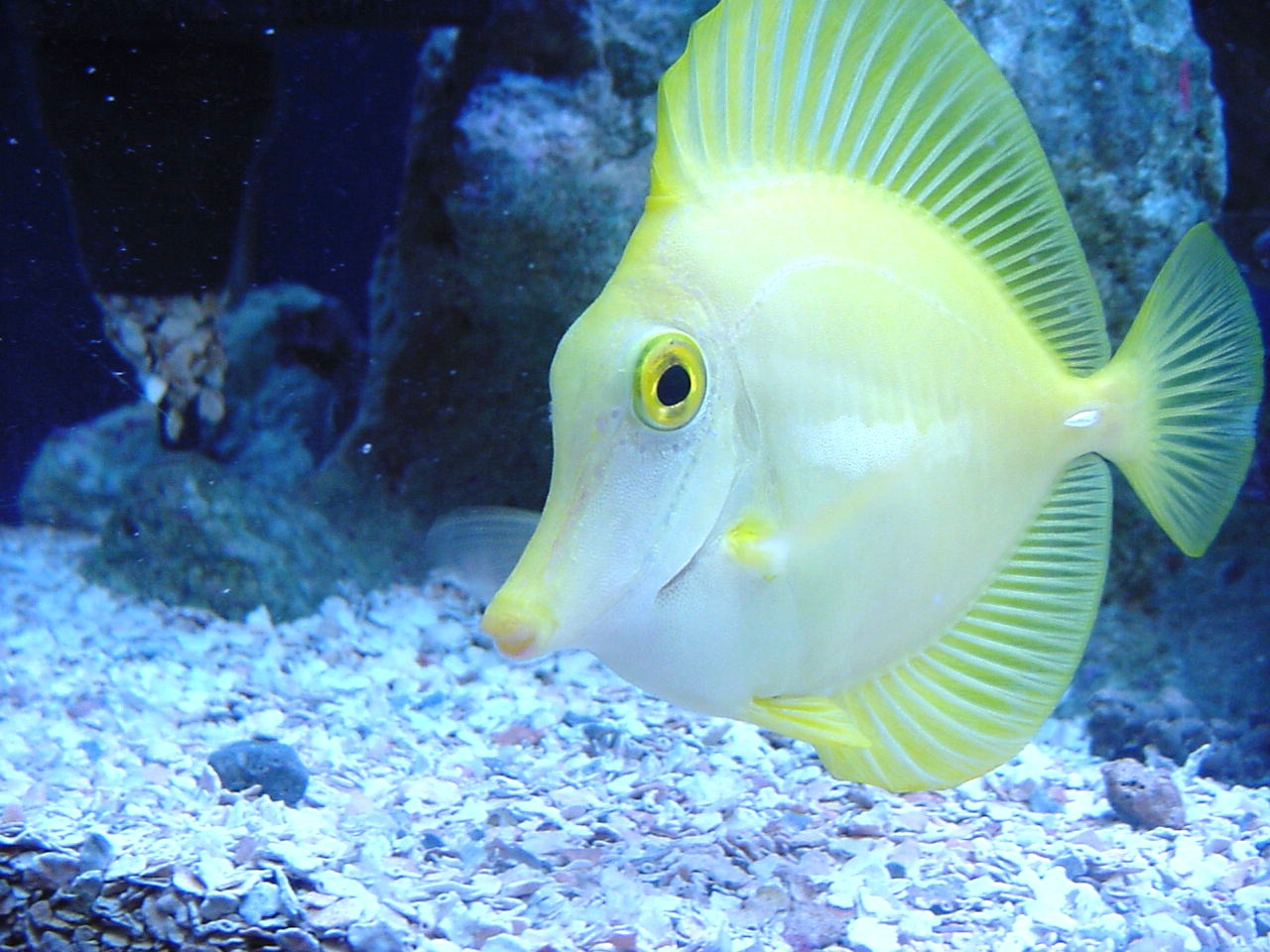 amazing fish wallpaper | Perfection is Style