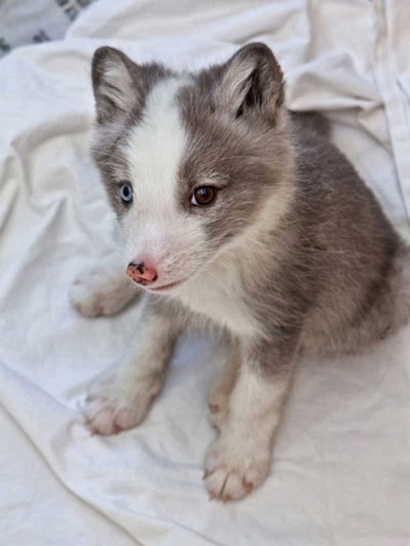 Arctic Fox Puppy Pets