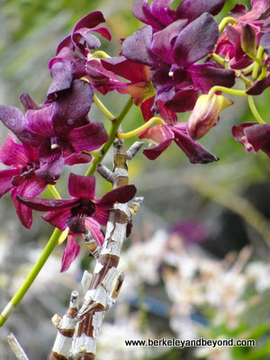 orchid garden at Kiahuna Plantation in Poipu, Kauai, Hawaii