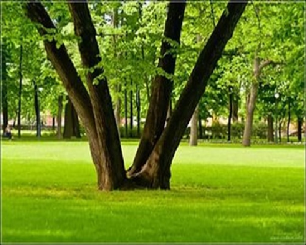 Formy Derevev Stati S Metkoj Derevya Stati Florapedia Ru Enciklopediya Rastenij