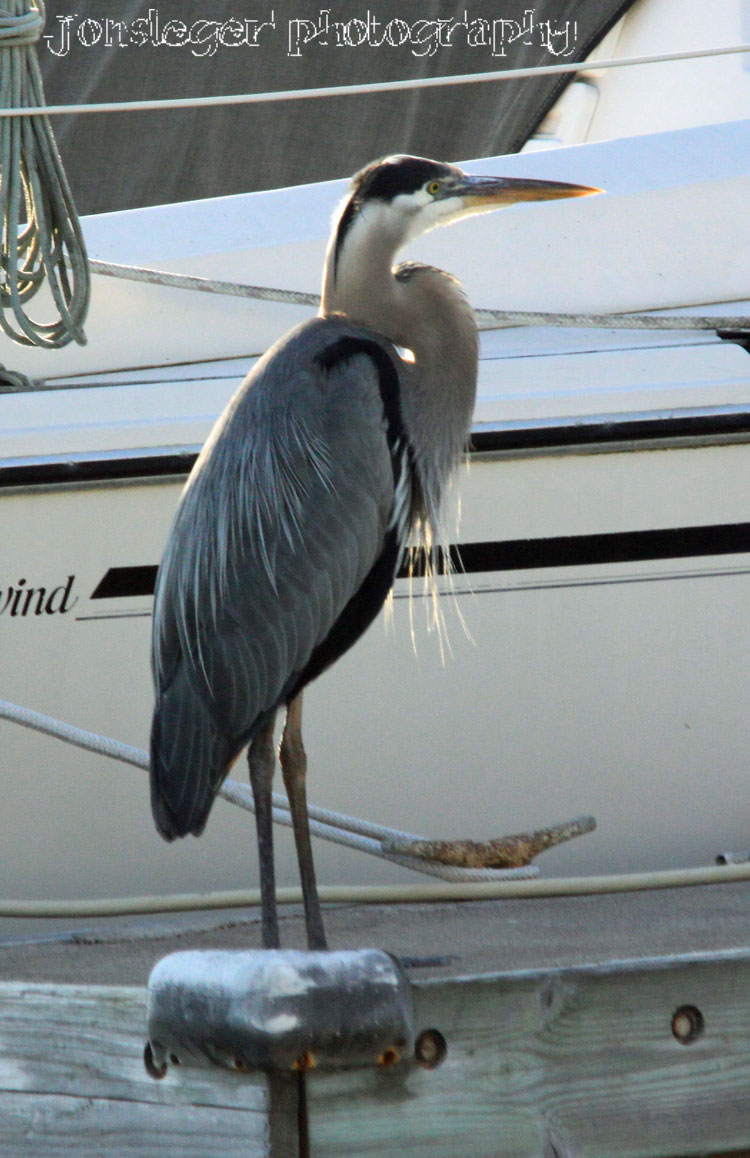 Northern Illinois Birder Eurasian Collared Dove, Ventura California Western Birds