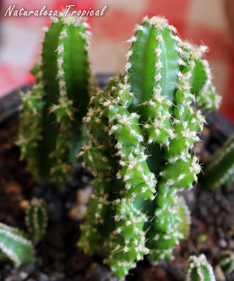El Castillo de Hadas Fairy castle es una variedad muy popular de la especie Acanthocereus tetragonus