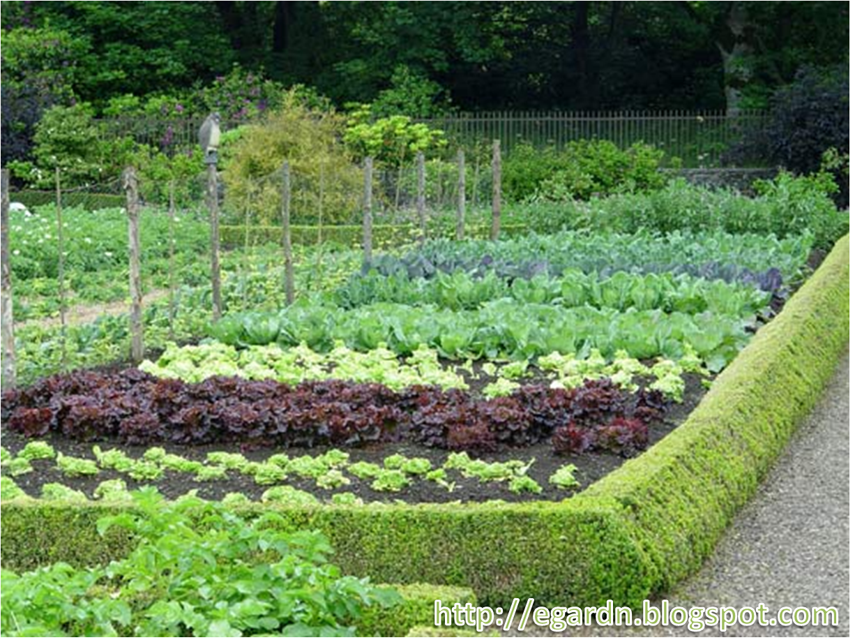 E.Gardn: Planning Your very First Vegetable Garden