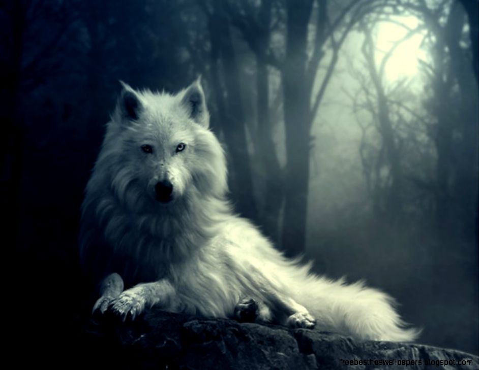 Beautiful White Wolf Desktop Background