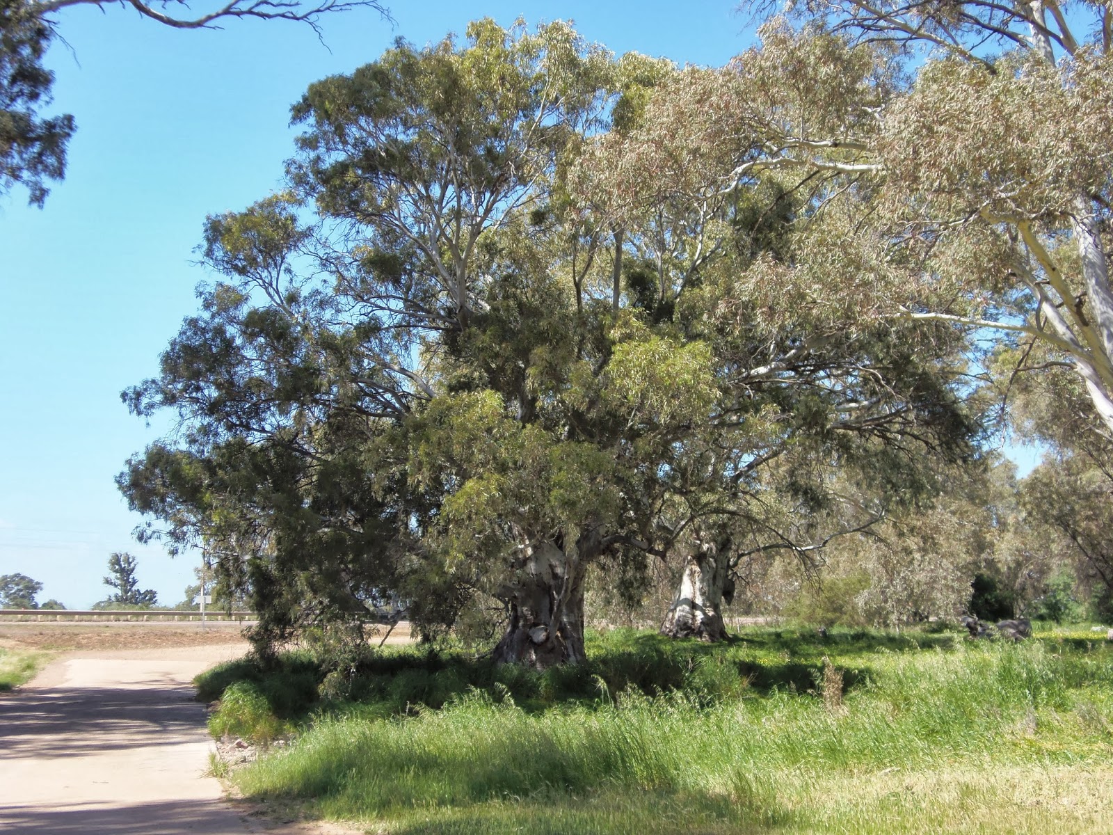 Solo Steve On The Road: TO QUORN SA and the FLINDERS RANGES