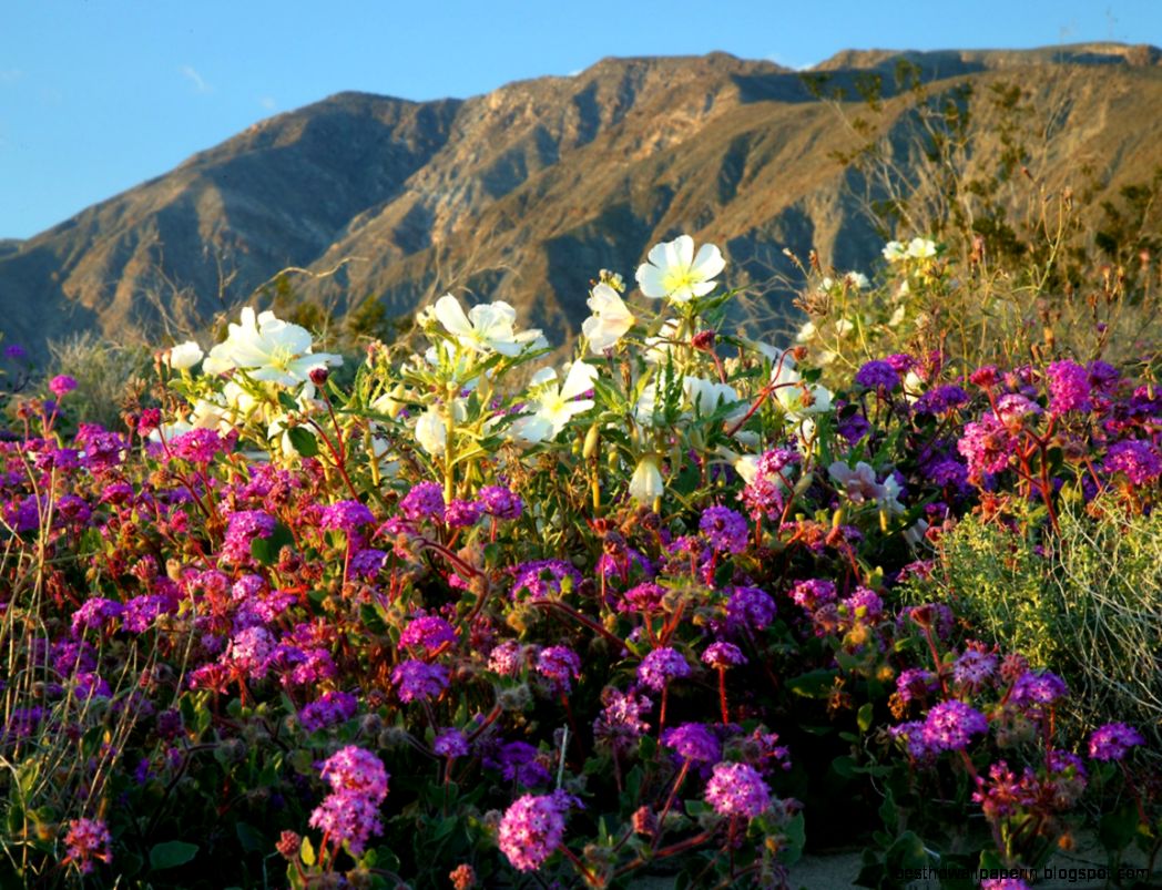 Picture Springtime Spring Flowers