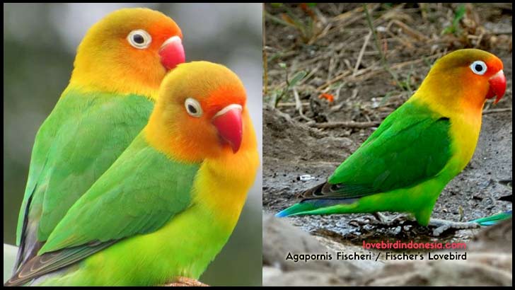 Lovebird Fischeri Ciri Fisik Lovebird Agapornis Fischeri