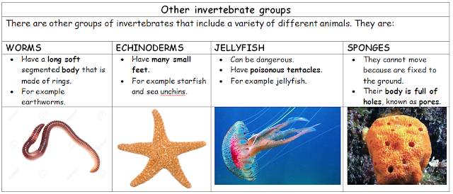 Science and Physical Education: Invertebrate animals classification