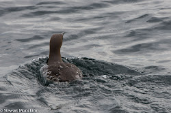 bird water paying attention ready guillemots underwater birds fly across