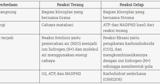 Proses Proses Yang Terjadi Pada Fotosintesis Proses Yang Terjadi Pada Reaksi Gelap Ditunjukan Oleh Nomor Blog Pak Pandani
