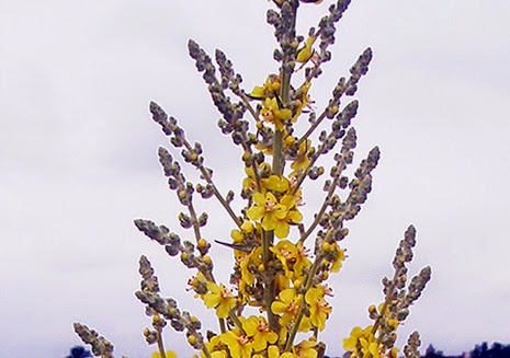 Gordolobo (Verbascum pulverulentum) flor amarilla