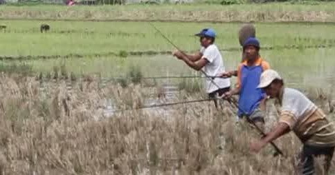 Contoh Pawarta atau Berita Dalam Bahasa Jawa ( Kumpulan Pawarta Ndinan