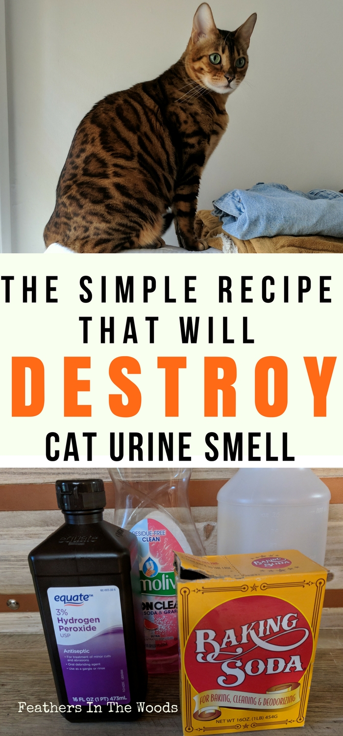 How to Get Cat Pee Smell Out of Rug: Easy & Effective Tips