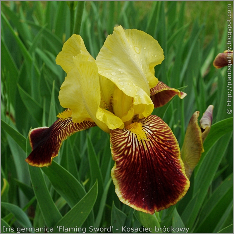 Iris germanica 'Flaming Sword' - Kosaciec bródkowy 'Flaming Sword'  kwiat