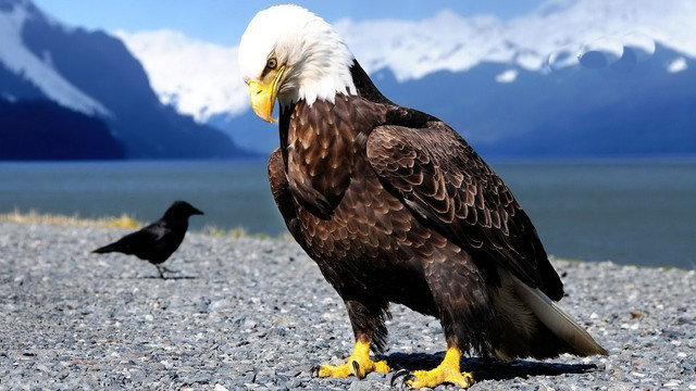 American Eagle HD Wallpapers | Download Free Bird Images