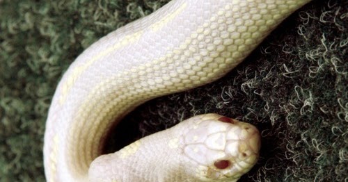 The Nicest Pictures: snake with 2 heads