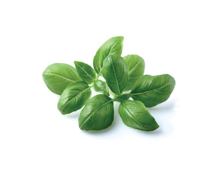 तुलसी के फायदे और नुकसानBasil (Ocimum Basilicum) Benefits And Side Effects In Hindi