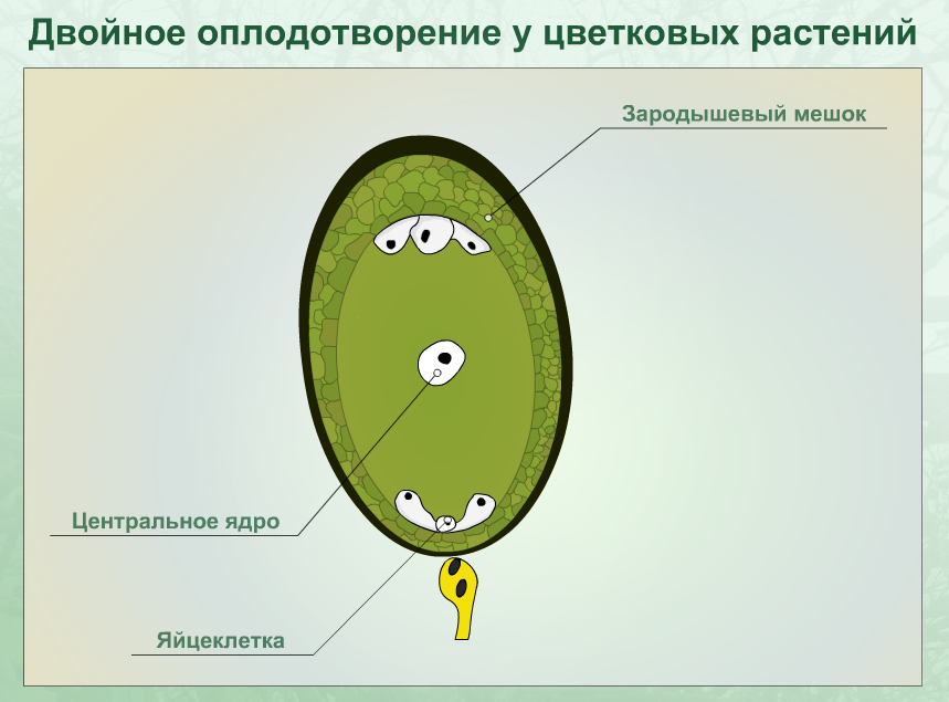 процесс оплодотворения у цветковых растений схема. яйцеклетка зародышевого мешка. двойное оплодотворение у растений схема 6 класс биология. яйцеклетка зародышевого мешка. размножение покрытосеменных двойное оплодотворение.
