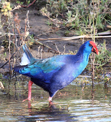 Calamón (Porphyrio porphyrio madagascariensis)