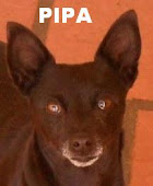 PIPA