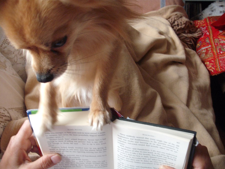 Hectors Hundetagebuch Wie man als Hund "BücherlesendeMenschen" zur
