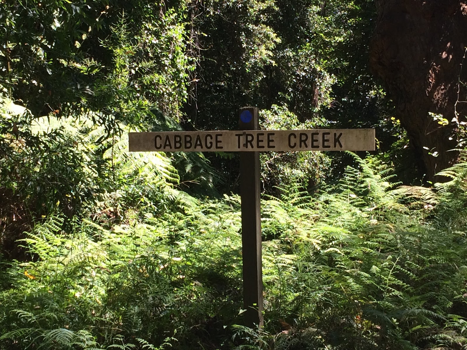 EastGippsland Birds Cabbage Tree Creek Flora Reserve
