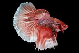 Menyelami Dunia Cupang Online: Panduan Memilih Pusat Penjualan Terbaik